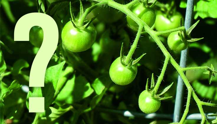 Gardener’s Question Time