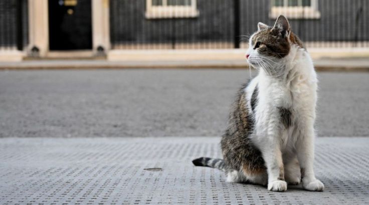 Larry the cat for&nbsp;PM?
